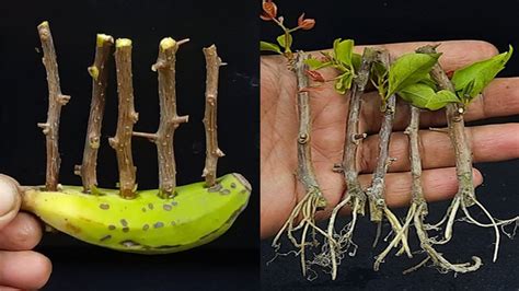 How To Grow Bougainvillea Trees From Cuttings In A Banana Youtube