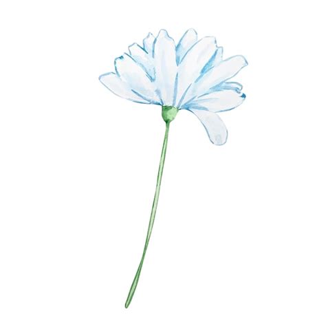 Premium Vector Watercolor Chamomile Flower