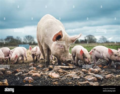 Cute Little Family of Mama Pig and Her Piglets at A Farm In Denmark ...