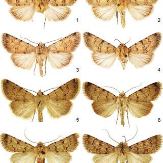Dichagyris spp.: 1-4 = Dichagyris kurbatskyi sp. n. 1 = holotype, male ...
