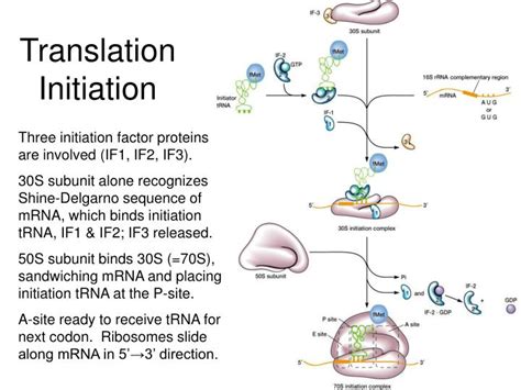 Ppt Transcription Powerpoint Presentation Id5738373