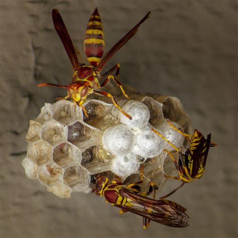 Bay Area county offices swarmed with calls to treat wasp nests