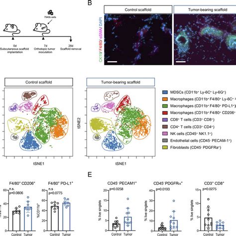 Biomaterial Scaffolds Harbor An Immune Dense Microenvironment In Download Scientific Diagram