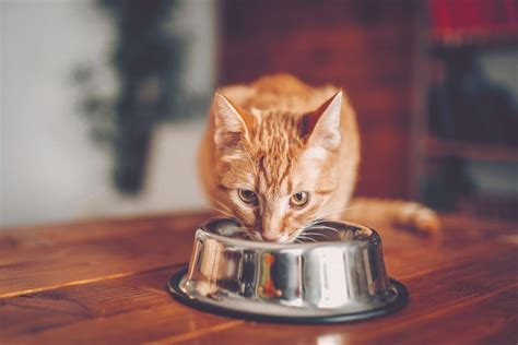 Обезвоживание у кота - признаки и лечение | Purina