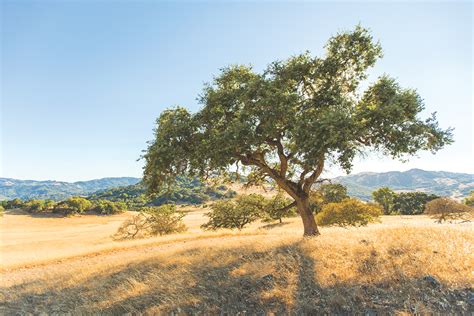 The Powerful Survival Story Of Californias Oaks Marin Magazine