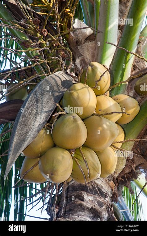 Coconut Trees On The Beach Of Rangbeach Danang Vietnam Asia Stock