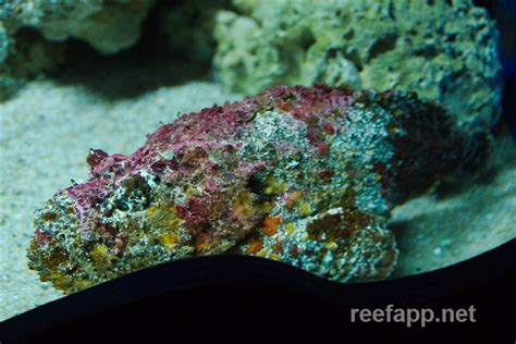 Synanceia verrucosa (Stonefish)