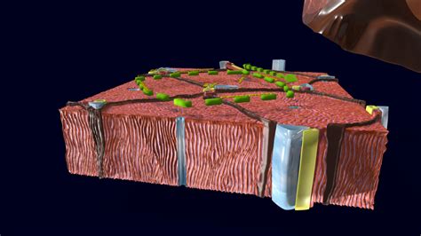 ArtStation - Liver histology anatomy labelled | Resources