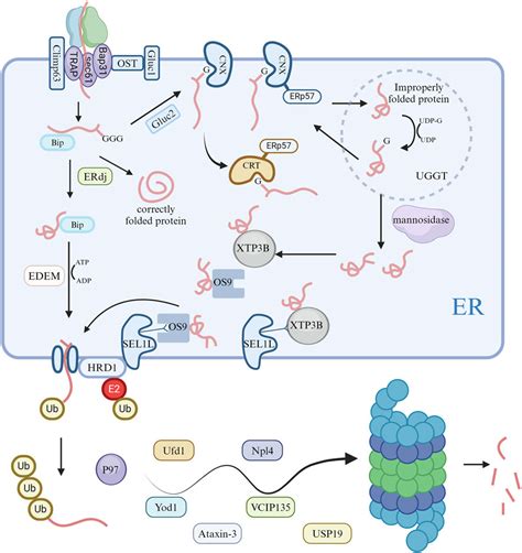 Frontiers Endoplasmic Reticulum Stress And Quality Control In