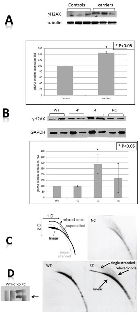 Brca12 Mutations Perturb Telomere Biology Characterization Of