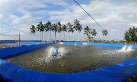 Tips Budidaya Udang Vannamei Di Kolam Terpal Hasil Panen Jadi Maksimal