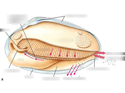 Bivalvia External Diagram Quizlet