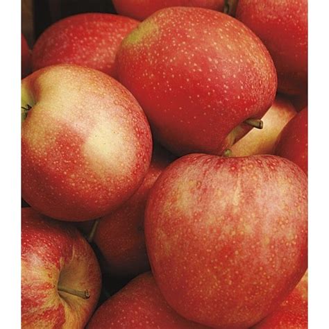 Malus Honeycrisp Semi Dwarf Tree Lft001 At