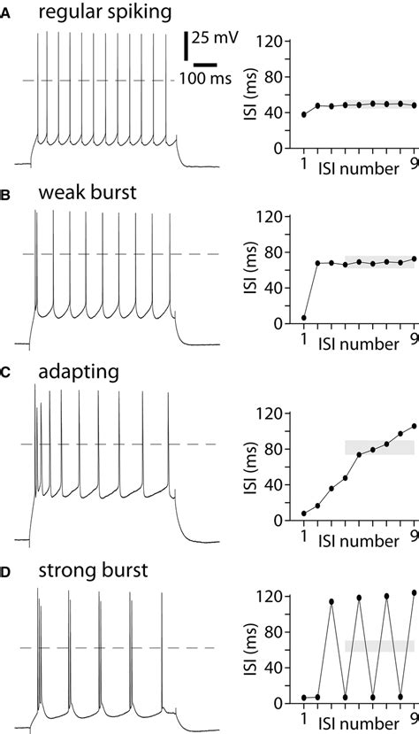 Examples Of Four Spiking Patterns Of Cortical Pyramidal Neurons