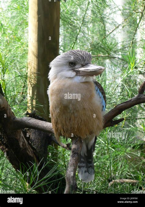 Australian Kookaburra Hi Res Stock Photography And Images Alamy