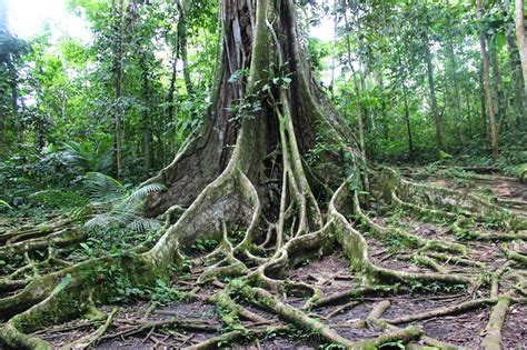 [コンプリート！] Amazon Rainforest Trees Images 164698 Amazon Rainforest Trees Images Saesipapictxaq