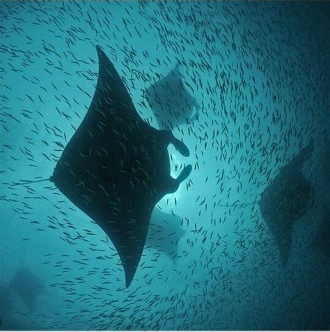 Manta ray feeding time | Manta ray, Animals beautiful, Sea life