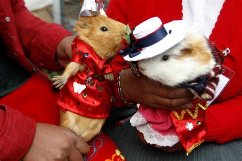 Guinea Pigs Flavour Of The Day In Peru Al Jazeera