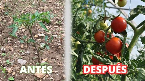 Como CULTIVAR TOMATES con Éxito Los Mejores Consejos y Trucos