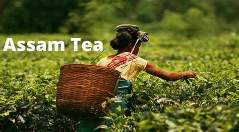 Assam Tea World Famous Indian Tea