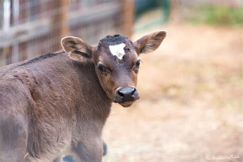 Farm Animal Sanctuaries in the US: Visit, Volunteer, & Meet the Animals!