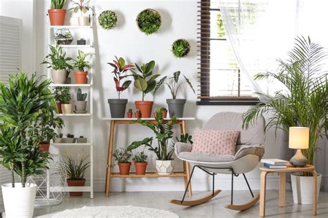 Estas Plantas Que Disfrutarán De Estar Dentro De Tu Casa