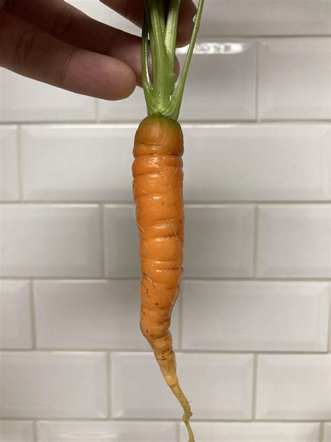 1 Best U Testuserinprod Images On Pholder My First Carrot That