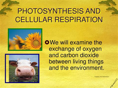 Photosynthesis And Cellular Respiration Ppt Download