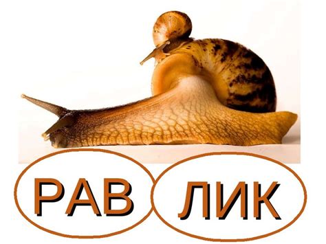 РАВ ЛИК