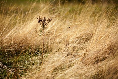 Banco de imagens natureza região selvagem plantar Prado pradaria