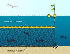 Pose De Filets Fixes Dans La Somme Mer Maritime Et S Curit