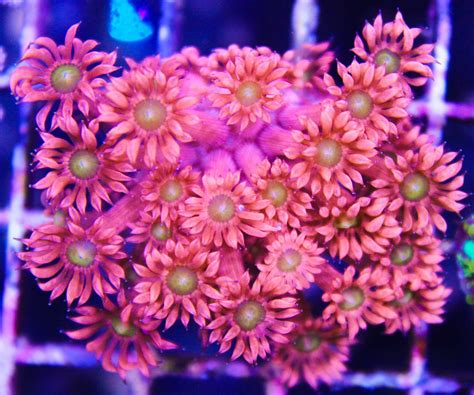 Australian Gonipora Coral Frag Box Corals