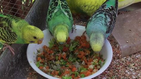 Male Budgieparakeets Eating Veggies With Herbs Волнистых попугаев