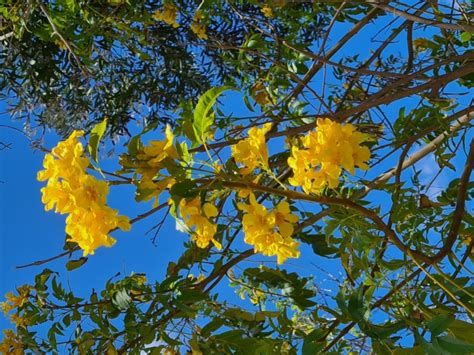 Yellow Trumpet Flower Free Stock Photo Public Domain Pictures