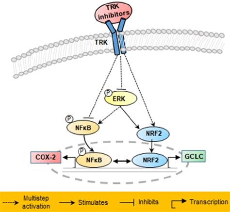 Schematic Of Proposed Mechanisms Involved In The Anti Cancer Effects In