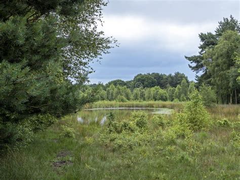 Pond At Skipwith Common Nature Reserve North Yorkshire England Stock