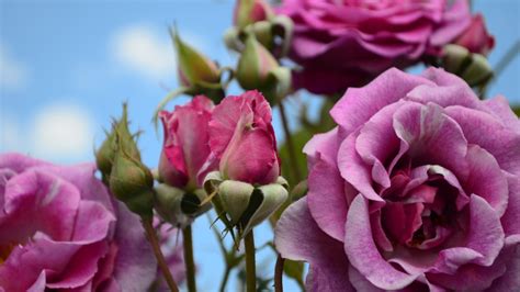 5 Reasons Why You Should Plant More Rose Shrubs in Your Yard - The ...