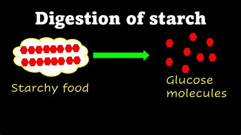 Chemical Digestion Of Starch YouTube