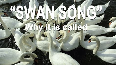 The Many Theories That Attempt to Explain Why a Final Performance Is Called a Swan Song