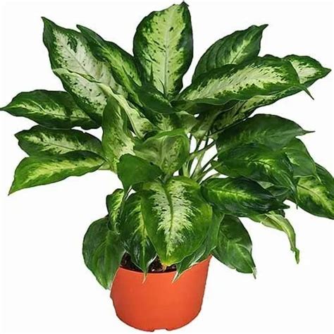 Best Co2 Absorbing Plant Home Decor Multi Colour Dieffenbachia For It