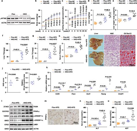 Laptm5 HKO Exacerbates HFD Induced Hepatic Steatosis A LAPTM5 Protein