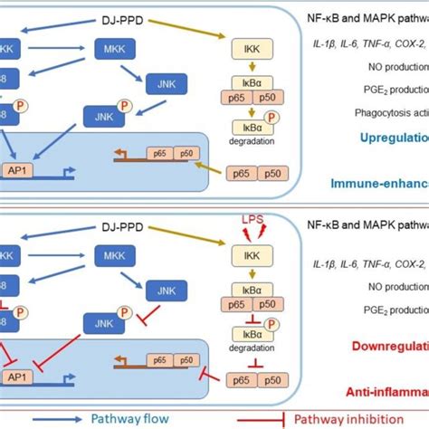 Schematic Diagram Of The Effects Of Dj Ppd On Nf B And Mapk Pathway