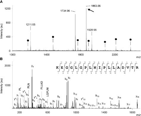 MALDI Peptide Mass Fingerprinting Spectra A MALDI Peptide Mass