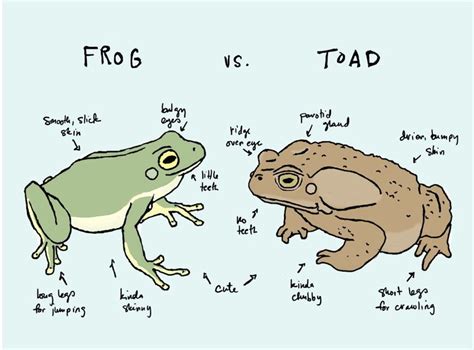 Diagram Difference Between Frog And Toad Diagram Difference