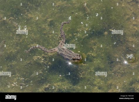 Chorus Frog Hi Res Stock Photography And Images Alamy
