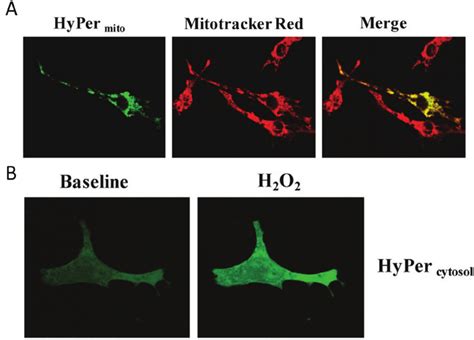 Visualization Of H O In Subcellular Compartments A Neonatal