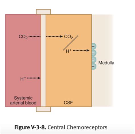 Neural Regulation Of Alveolar Ventilation Flashcards Quizlet