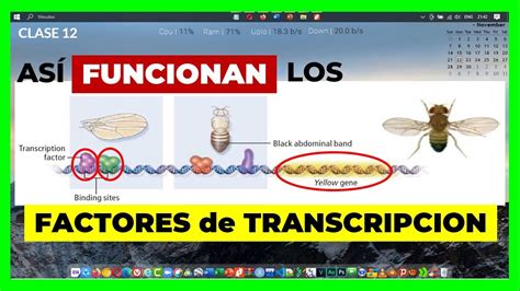 🟡 Como Funcionan Los Factores De Transcripcion 🧬 El Ejemplo De La Mosca