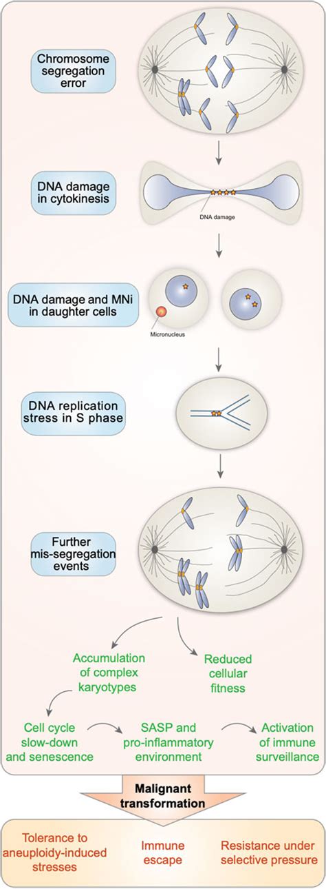 Frontiers The Dynamic Instability Of The Aneuploid Genome