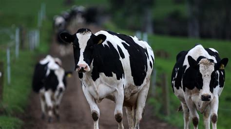 Fonterra Offers New Opening Price The Weekly Times